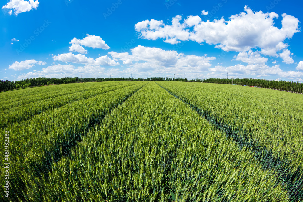 Wheat is growing in the field ,The wheat fields are under the blue sky and white clouds Wheat is growing in the field ,The wheat fields are under the blue sky and white clouds