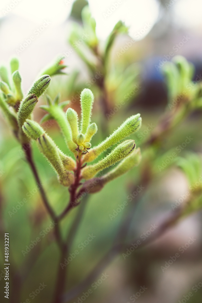 native Australian kangaroo paw plant with green yellow flowers outdoor in beautiful tropical backyard native Australian kangaroo paw plant with green yellow flowers outdoor in beautiful tropical backyard