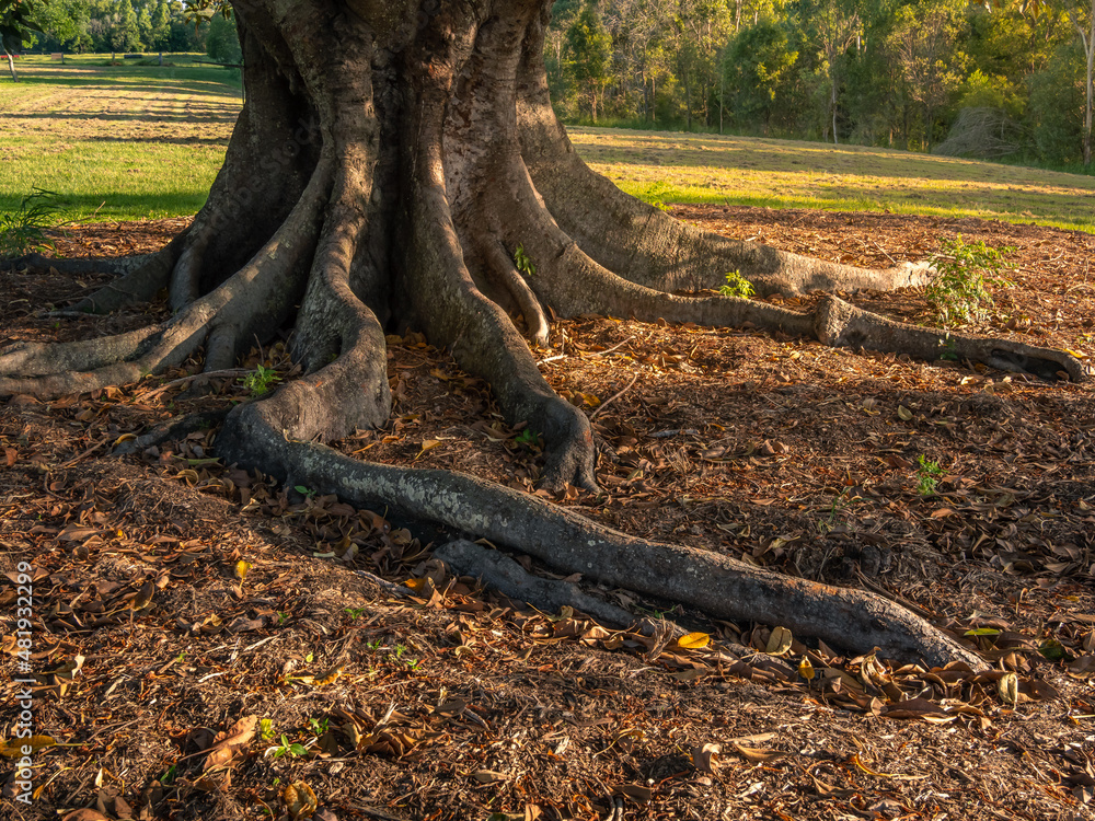Tree Trunk with Buttress Roots in Afternoon Sun Tree Trunk with Buttress Roots in Afternoon Sun