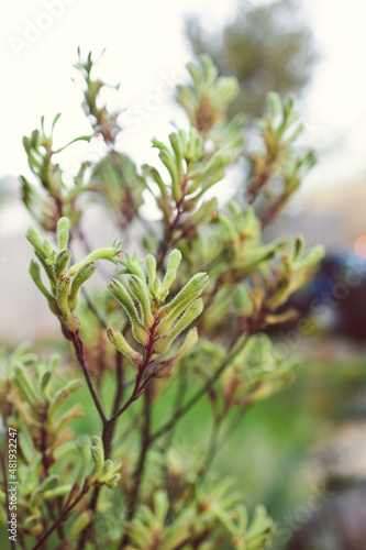 native Australian kangaroo paw plant with green yellow flowers outdoor in beautiful tropical backyard