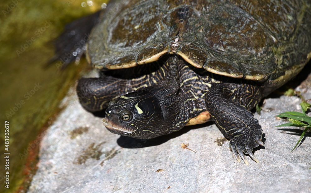 Schildkröte auf einem Fels im Teich Schildkröte auf einem Fels im Teich