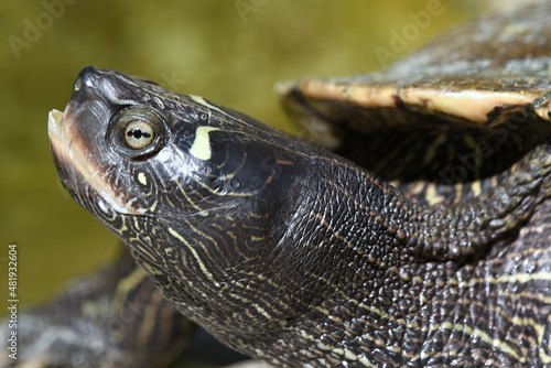 Neugierige Schildkröte in einem Teich