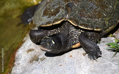 Schildkröte auf einem Fels im Teich