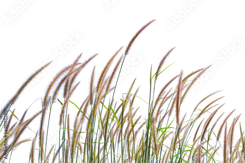 grass flower, rice Weeds, reeds, isolated on white, clipping path