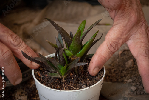 Manos acomodando una planta en maceta con tierra húmeda