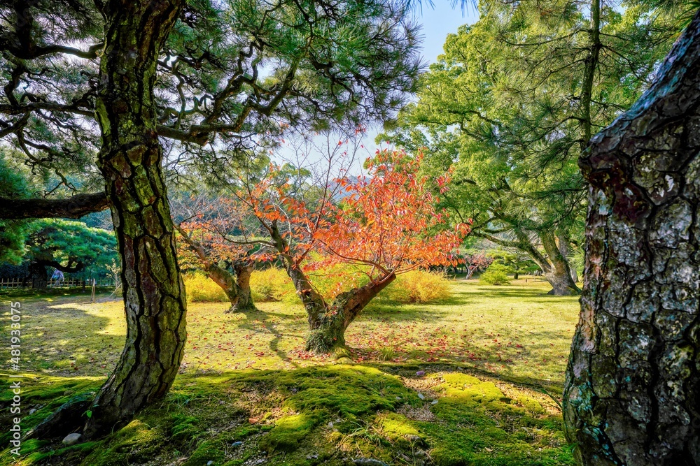キレイに色づいた桜の紅葉と松のコラボ情景＠栗林公園、香川