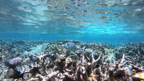 Ocean animals of Great Barrier Reef in Australia. Naso Unicornis Bluespine photo
