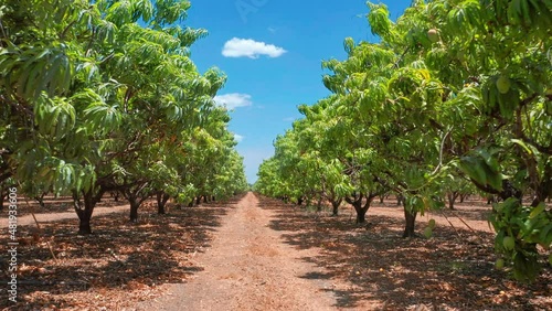 Mango production in rural Australia. Fruit trees plantation, Northern Territory photo