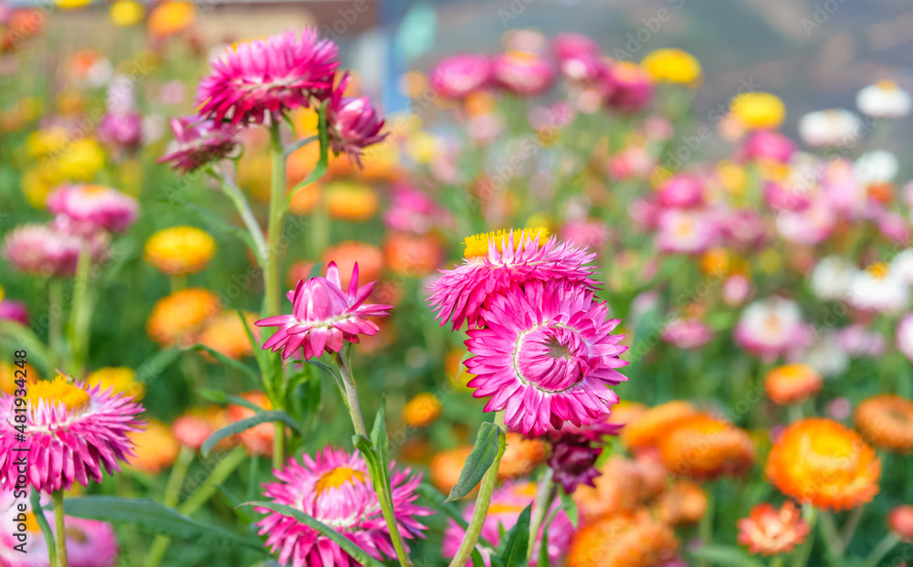 beautiful growing strawflowers in the garden beautiful growing strawflowers in the garden