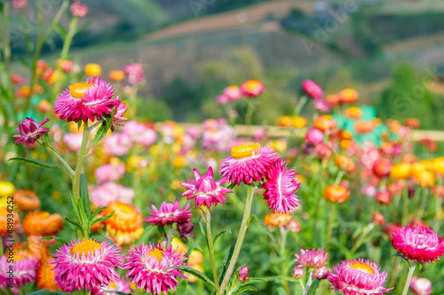 beautiful growing strawflowers in the garden