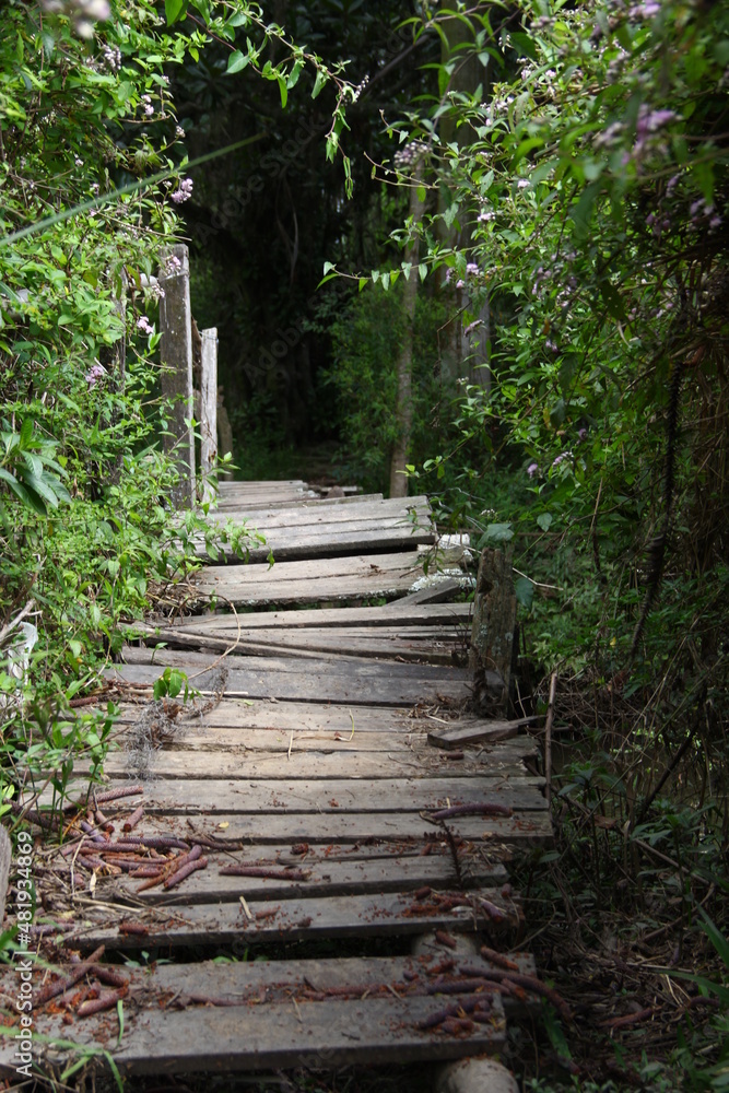 wooden bridge in the forest