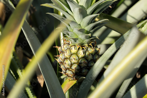 Close up of Fresh tropical pineapple on tree growing in a farm.