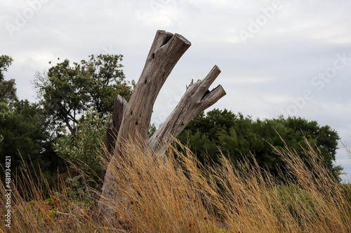 old tree stump amongst dry grasses