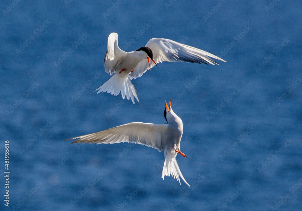 Common Terns interacting in flight. Adult common terns in flight in sunset light on the blue sea background. Scientific name: Sterna hirundo. Ladoga Lake. Russia Common Terns interacting in flight. Adult common terns in flight in sunset light on the blue sea background. Scientific name: Sterna hirundo. Ladoga Lake. Russia