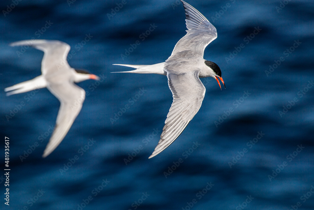 Fototapeta premium A tern in flight. Blue sea waves in the background. Top view. Adult common tern in flight. Scientific name: Sterna hirundo. Natural habitat, summer season. Ladoga Lake. Russia .