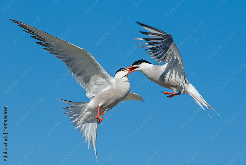 Common Terns interacting in flight. Adult common terns in flight in sunset light on the sky background. Scientific name: Sterna hirundo.