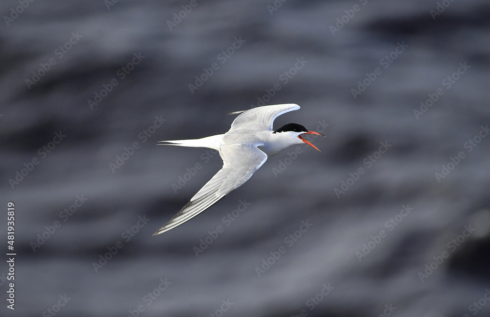 Fototapeta premium A tern in flight. Sea Waves Background. Adult common tern in flight. Scientific name: Sterna hirundo. Ladoga Lake. Russia .