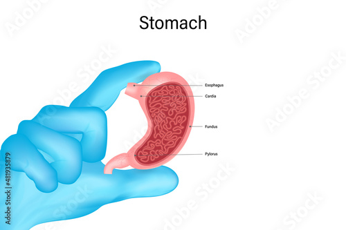 Doctor's hand in blue gloves hold of stomach isolated on white background. vector illustration.