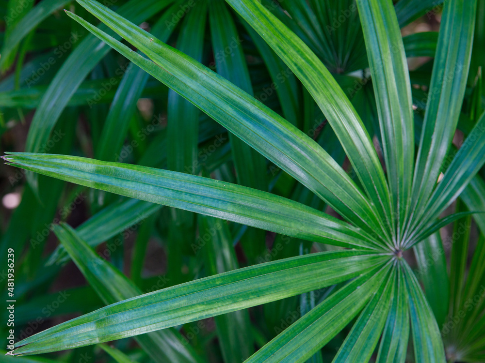 Leaf of Rhapis humilis Blume tree close up top view. Dark green leaf texture background, tropical jungle tone design ecological concept Leaf of Rhapis humilis Blume tree close up top view. Dark green leaf texture background, tropical jungle tone design ecological concept