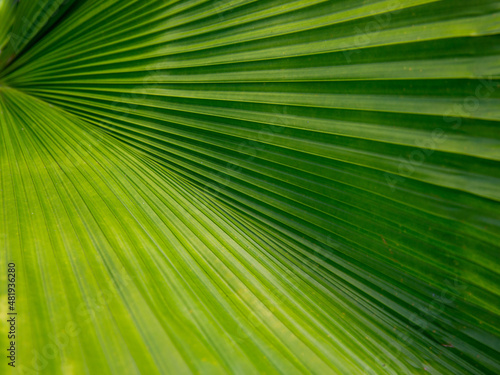 Close up Sumawong's Palm leaf background. Scientific name Licuala peltata. Green natural texture. © Lyudmila