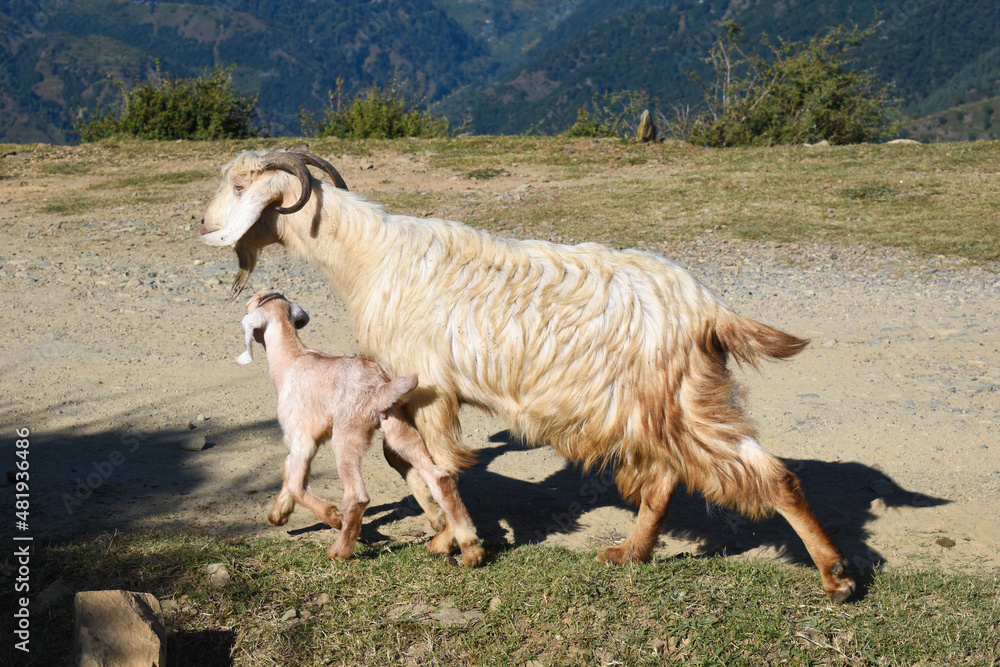 Fototapeta premium Cute baby goat and mother walking together in countryside area