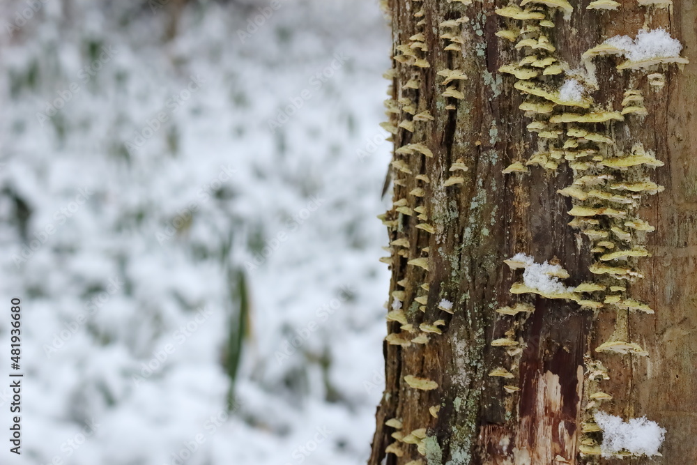 Obraz premium 雪の日の公園の大木の幹