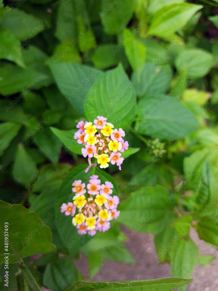 Close up Colorful Little flower with green leaves Close up Colorful Little flower with green leaves