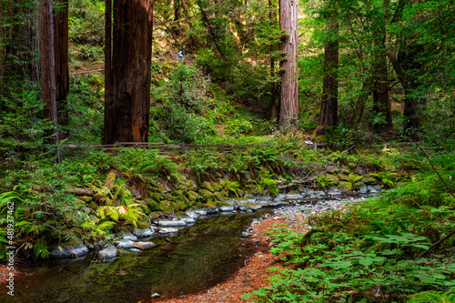 Redwood Creek Flowing through the Old Growth Redwoods, Muir Woods National Monument