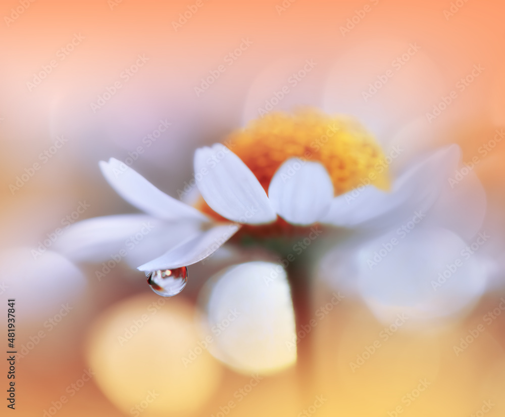 Fototapeta premium Beautiful Macro Photo.Colorful Flowers.Border Art Design.Magic Light.Close up Photography.Conceptual Abstract Image.Yellow and Orange Background.Fantasy Floral Art.Creative Wallpaper.Beautiful Nature.