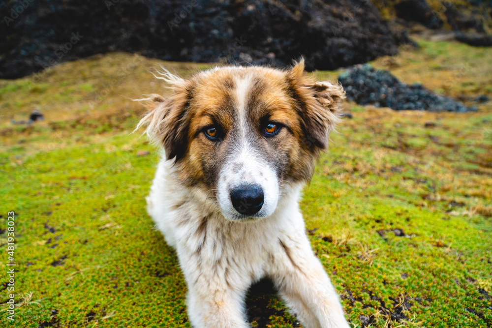 Stray Dog in the high altitude mountains