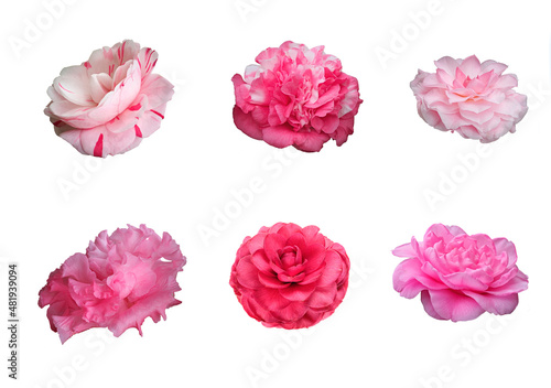 Focus Stacked Closeup Images of Six Different Kinds of Camellia Blossoms Isolated on White © sdbower