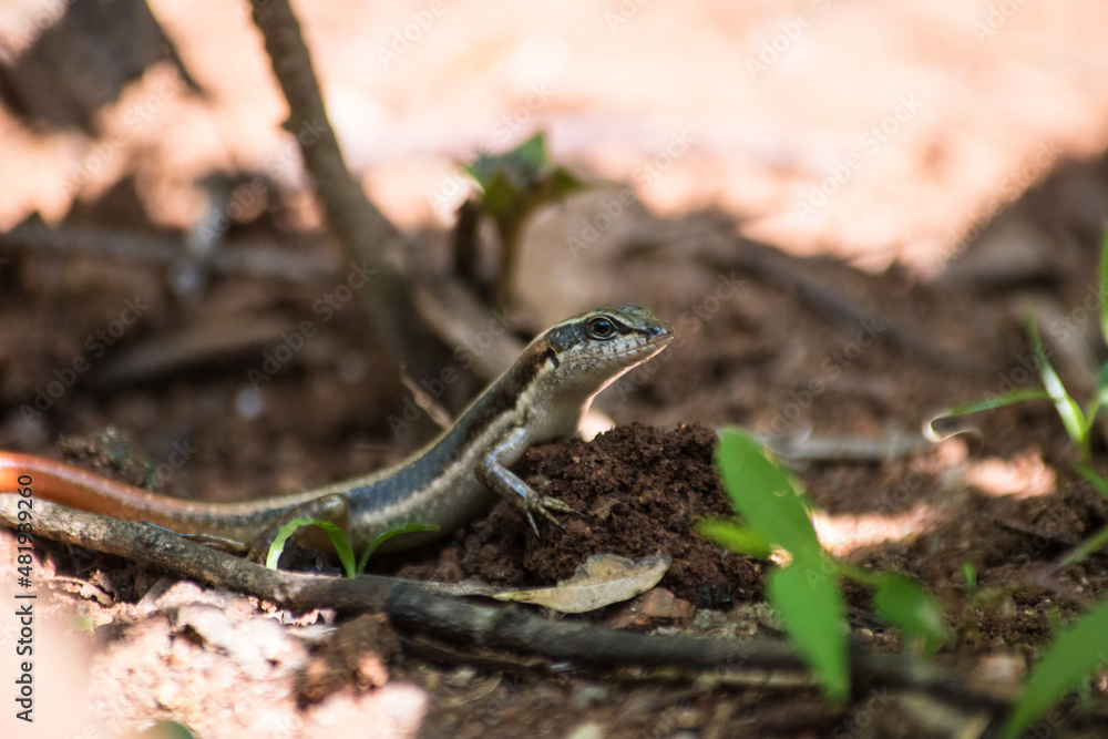 lizard on the garden lizard on the garden