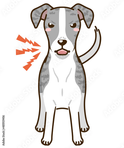 威嚇するウィペット（ブルーブリンドル）