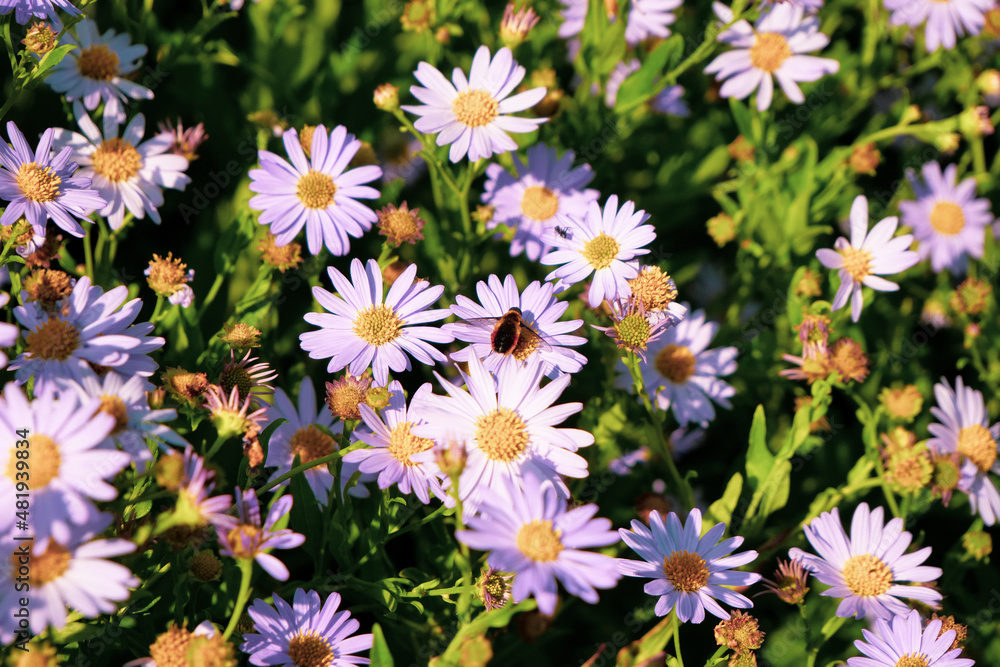 Flowers and bees Flowers and bees