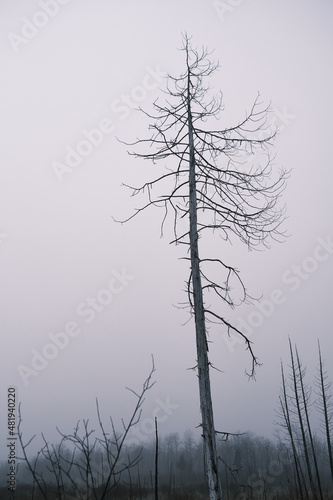 Dead, bare tree still standing tall in winter