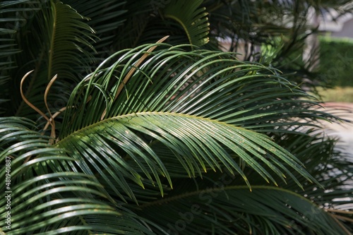 Fototapeta Naklejka Na Ścianę i Meble -  Palm tree leaves