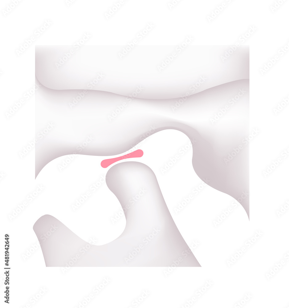 Structural illustration of human's jaw (open) Structural illustration of human's jaw (open)