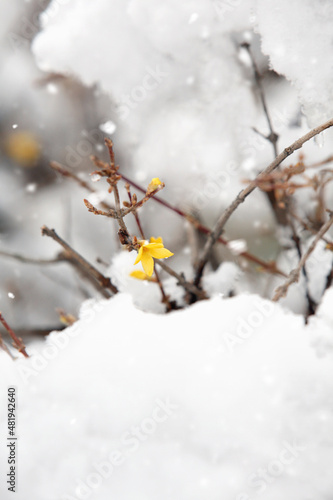 Although it is a cold winter with snow, forsythia flowers are in full bloom as if to tell the news of spring. 