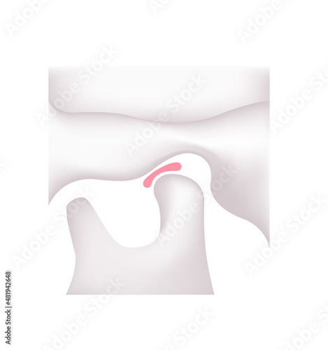 Structural illustration of human's  jaw (closed )