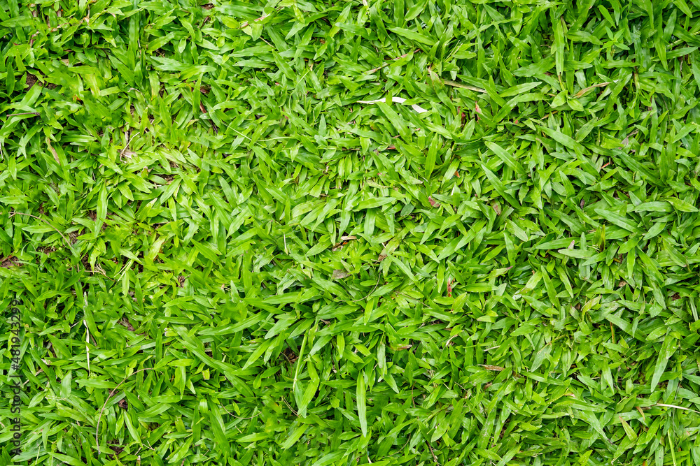 Green grass texture for background. Green lawn pattern and texture background. Green grass texture for background. Green lawn pattern and texture background.