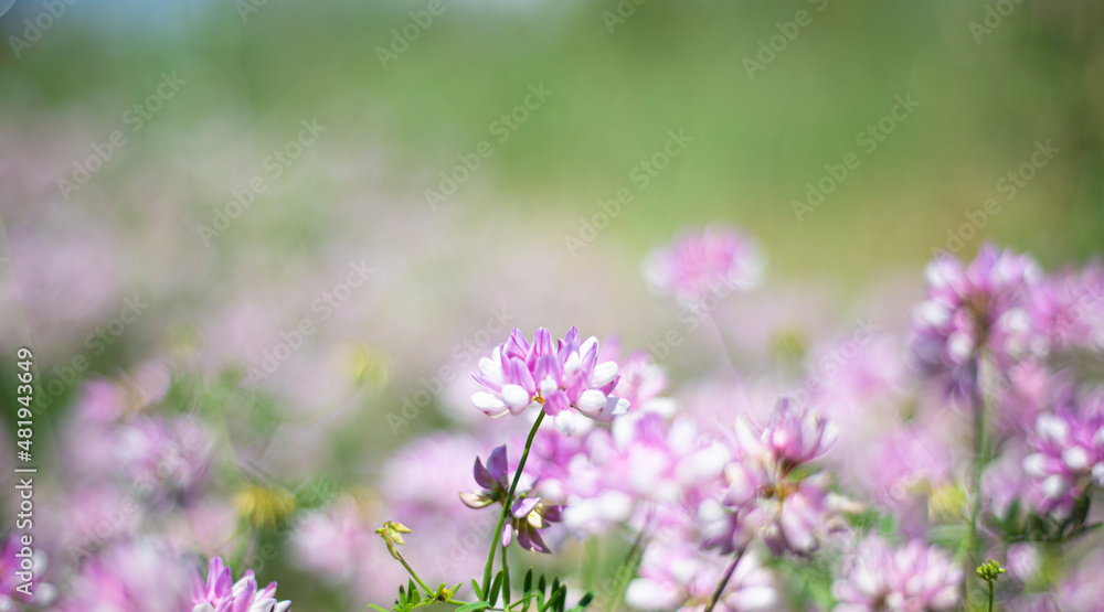 Floral backgrounds. Lilac clover in a green meadow. Card. Invitation. Floral backgrounds. Lilac clover in a green meadow. Card. Invitation.