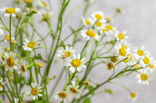 Chamomile with pretty little white flowers