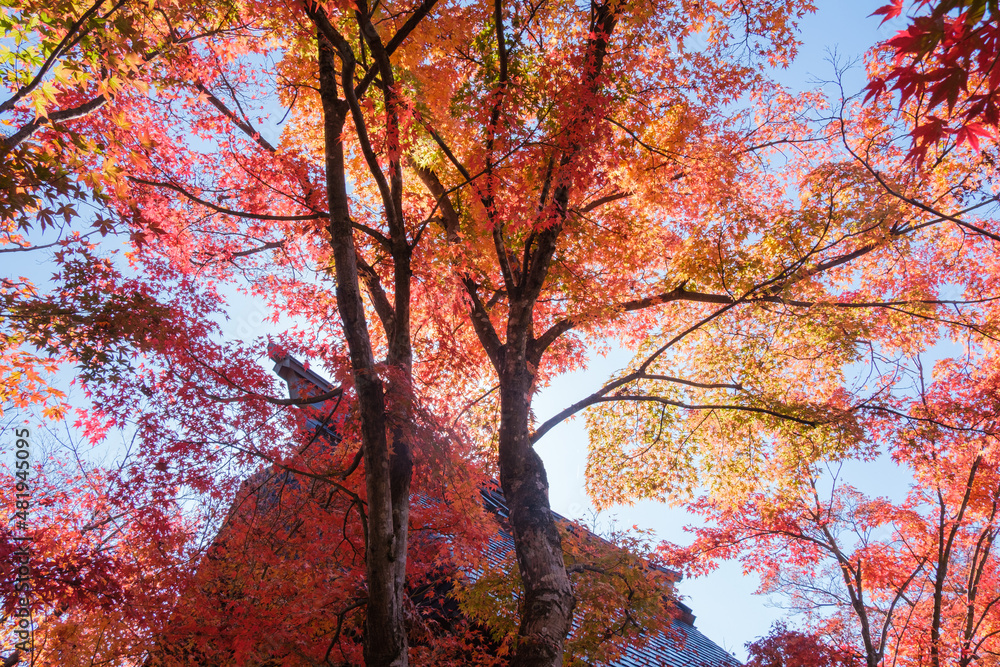 Fototapeta premium 輝く山門