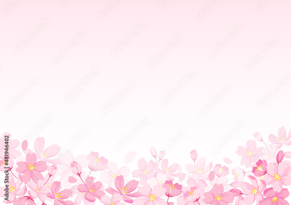 桜の花とピンクのグラデーション背景　ベクター素材