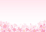 桜の花とピンクのグラデーション背景　ベクター素材
