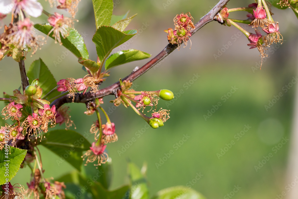 A branch of a fading cherry tree is beginning to bear fruit. A branch of a fading cherry tree is beginning to bear fruit.