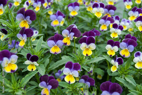 Viola wittrockiana Pansy purple yellow and white photo