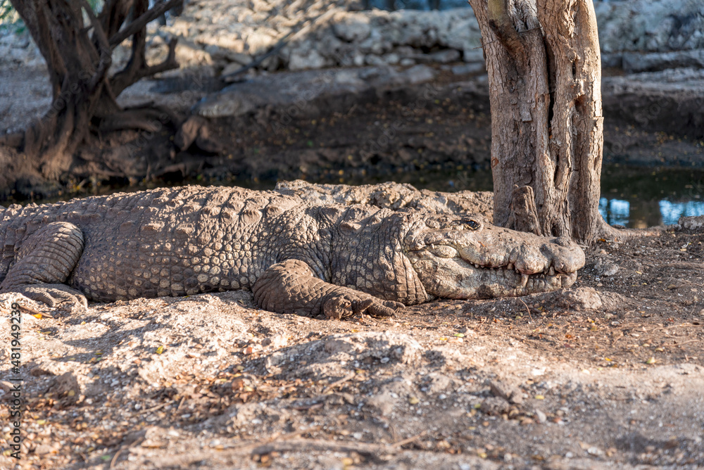 Fototapeta premium Crocodile on the ground
