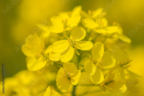 黄色が美しい菜の花