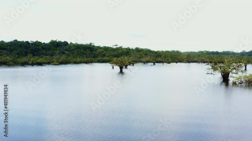 Moving over an inundated area of the Amazon rainforest, trees of the genus Macrolobium are growing in this lagoon in Cuyabeno: tropical forest of Ecuador, South America photo